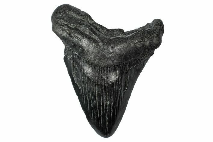 Bargain, Fossil Megalodon Tooth - South Carolina #340150